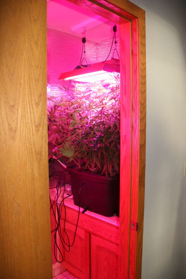 Sophie Seedwell Week 8, third week of flowering 048.jpg