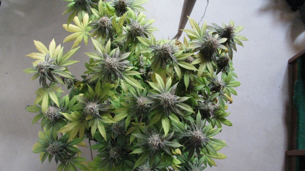 IMG_1190 (1024x576).jpg