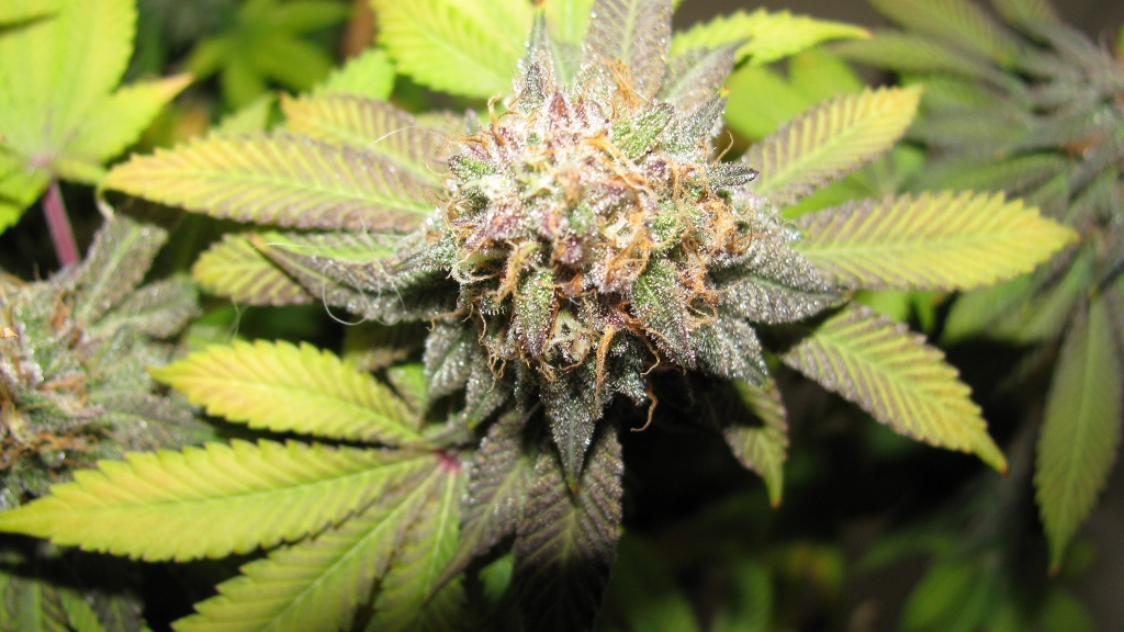 IMG_1191 (1024x576).jpg