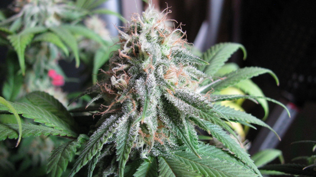 IMG_1192 (1024x576).jpg