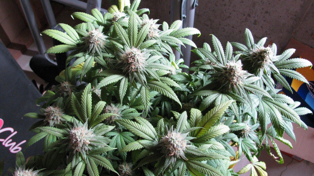 IMG_1195 (1024x576).jpg