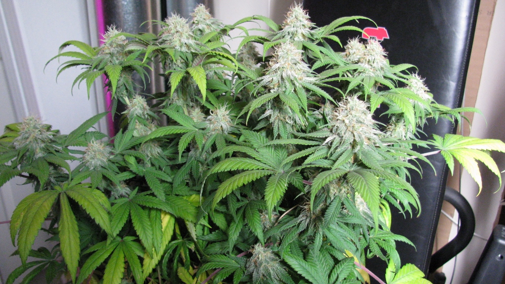 IMG_1197 (1024x576).jpg