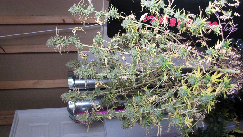 IMG_1198 (1024x576).jpg