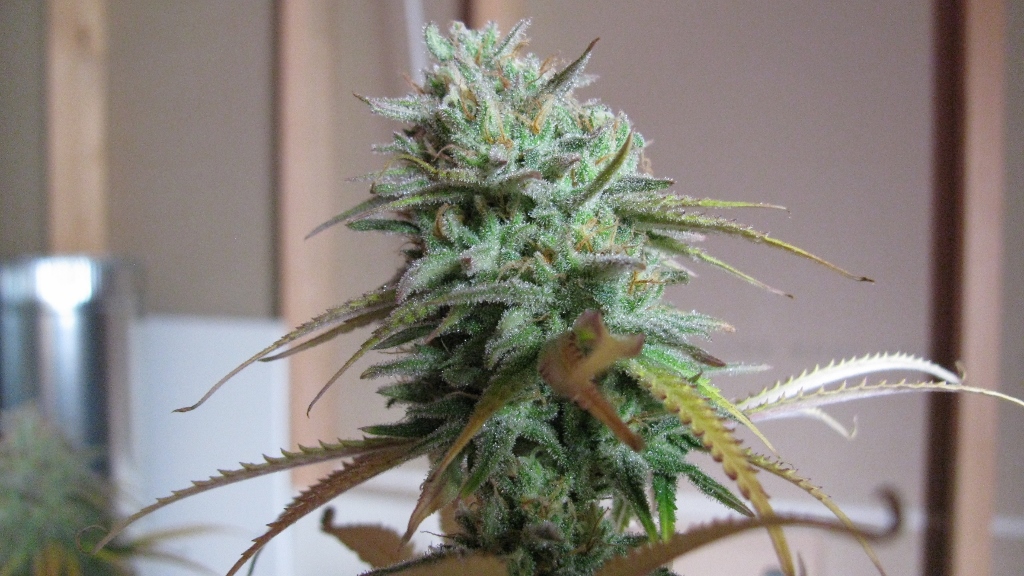 IMG_1199 (1024x576).jpg