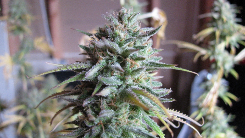 IMG_1200 (1024x576).jpg