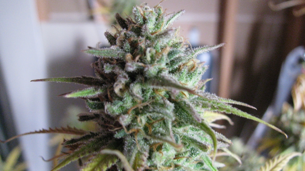 IMG_1201 (1024x576).jpg