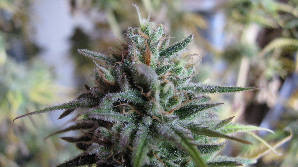 IMG_1202 (1024x576).jpg