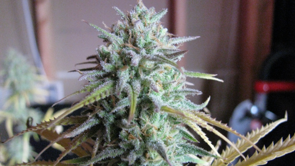 IMG_1204 (1024x576).jpg