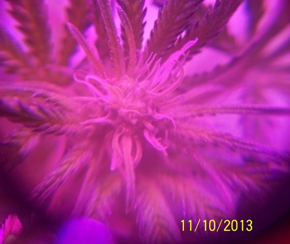 Q2 under the light  11-10-13.jpg