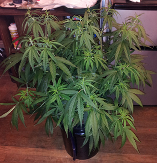 20131029_004715Cr.jpg