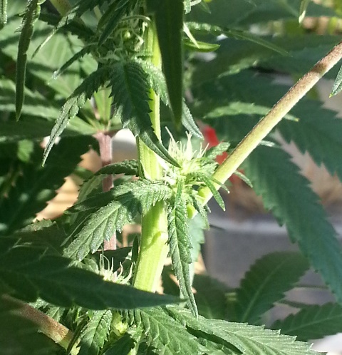 Q2 2nd node bud site.jpg