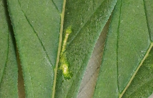 20131030_184619Cr.jpg
