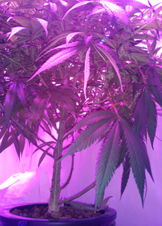 20131107_214012Cr.jpg
