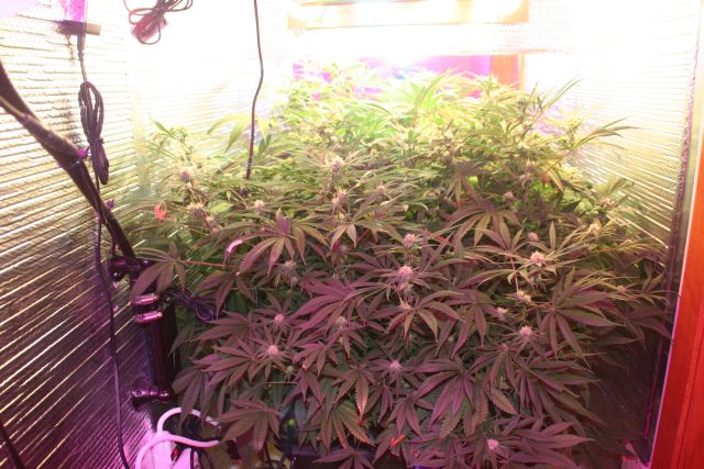 Sophieseedwell Week 9, 4th week of flowering # 1.jpg