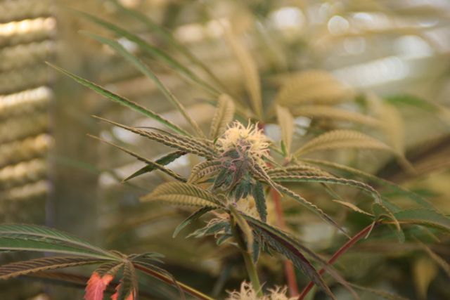 Sophieseedwell Week 9 4th week of flowering #3.jpg