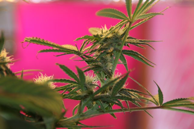 Sophieseedwell Week9, 4th week of flowering #4.jpg
