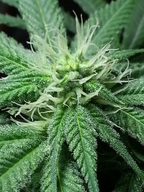Q2 bud porn 11-19-13.jpg