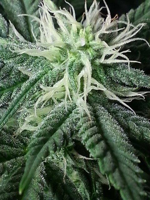 Q2 bud porn 11-18-13.jpg