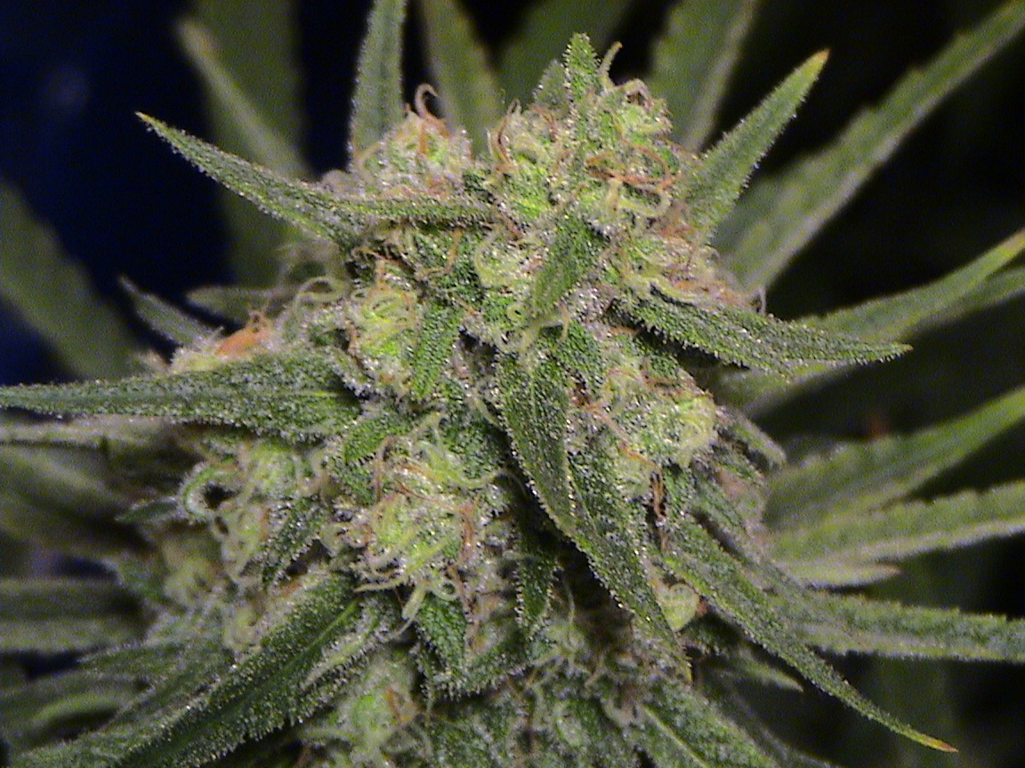 frosty leaves.jpg