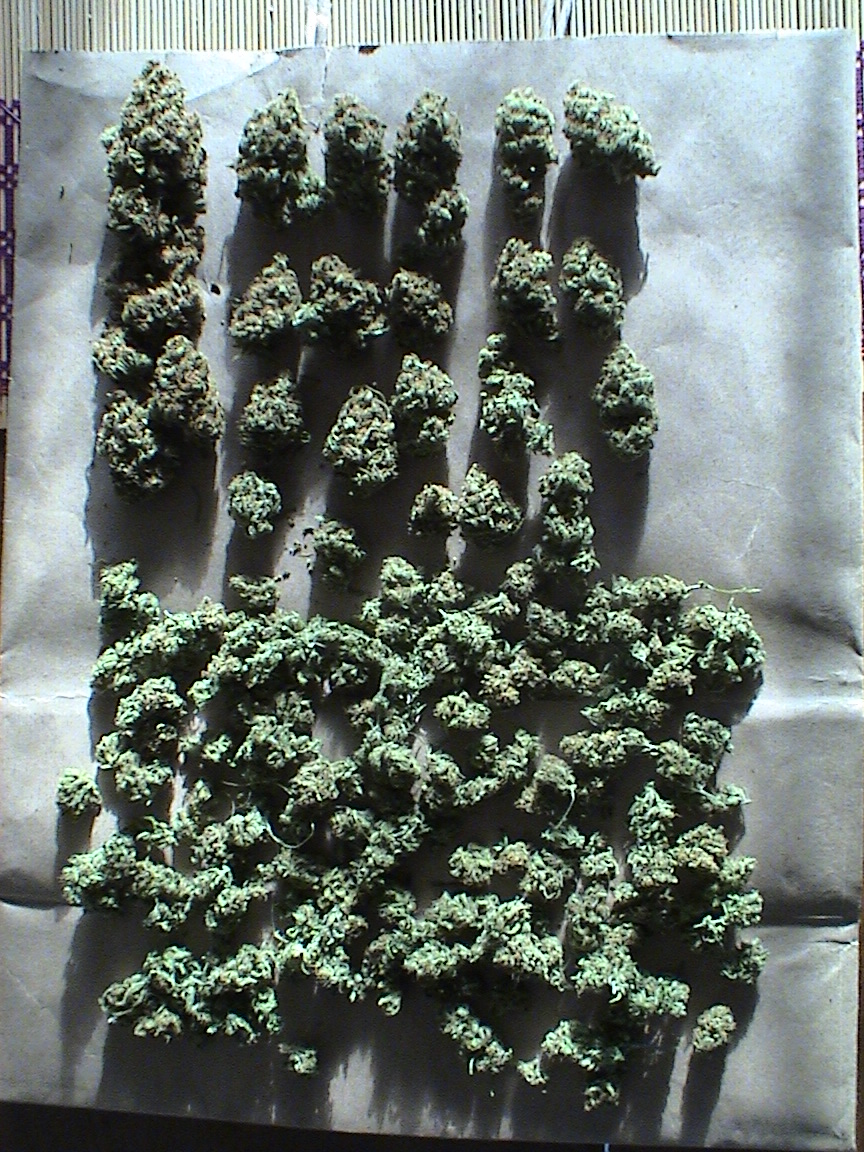 CBD dried.jpg