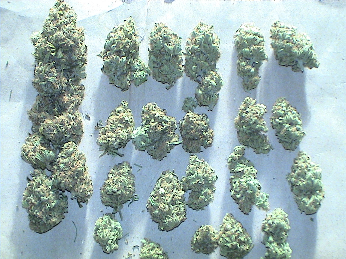 CBD top buds dried.jpg