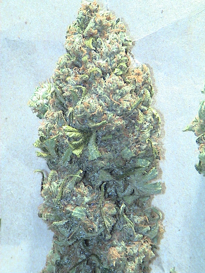 CBD top dried.jpg