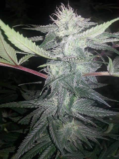 Q2 bud porn 11-26-13.jpg