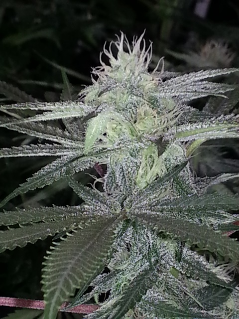 Q2 bud porn 11-25-13.jpg