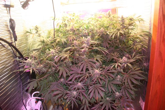 Sophieseedwell week 6 of flowering 003.jpg