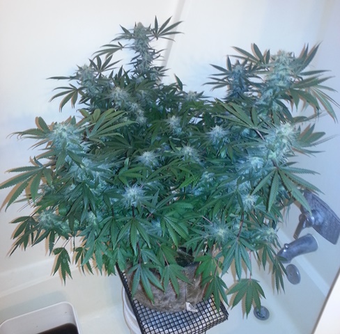20131206_091525.jpg