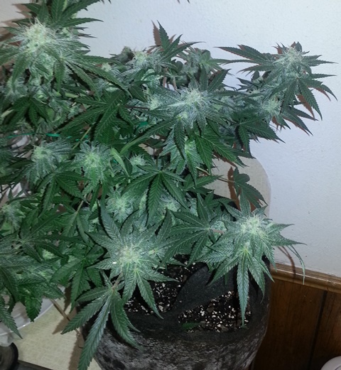 20131206_130154.jpg