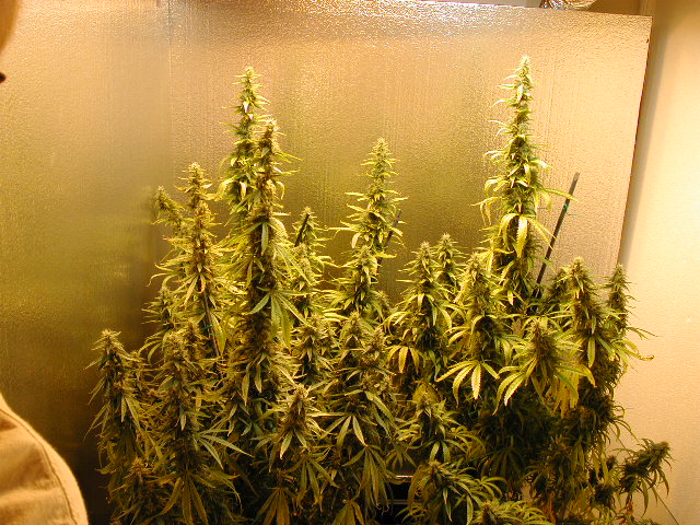 DSCN1285.JPG