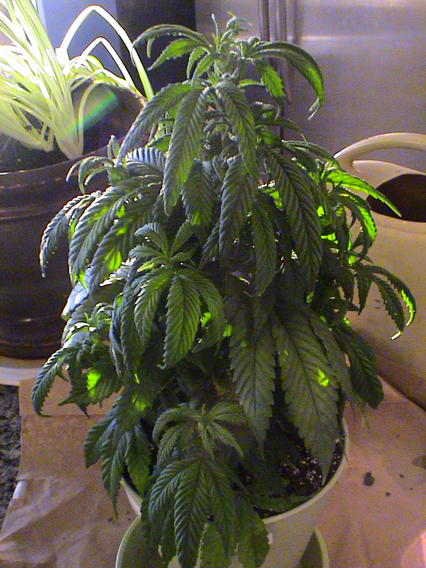 LA Confidential.jpg