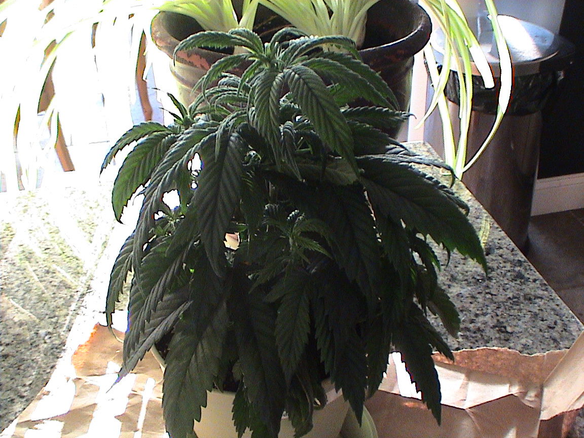 Northern Light Skunk.jpg
