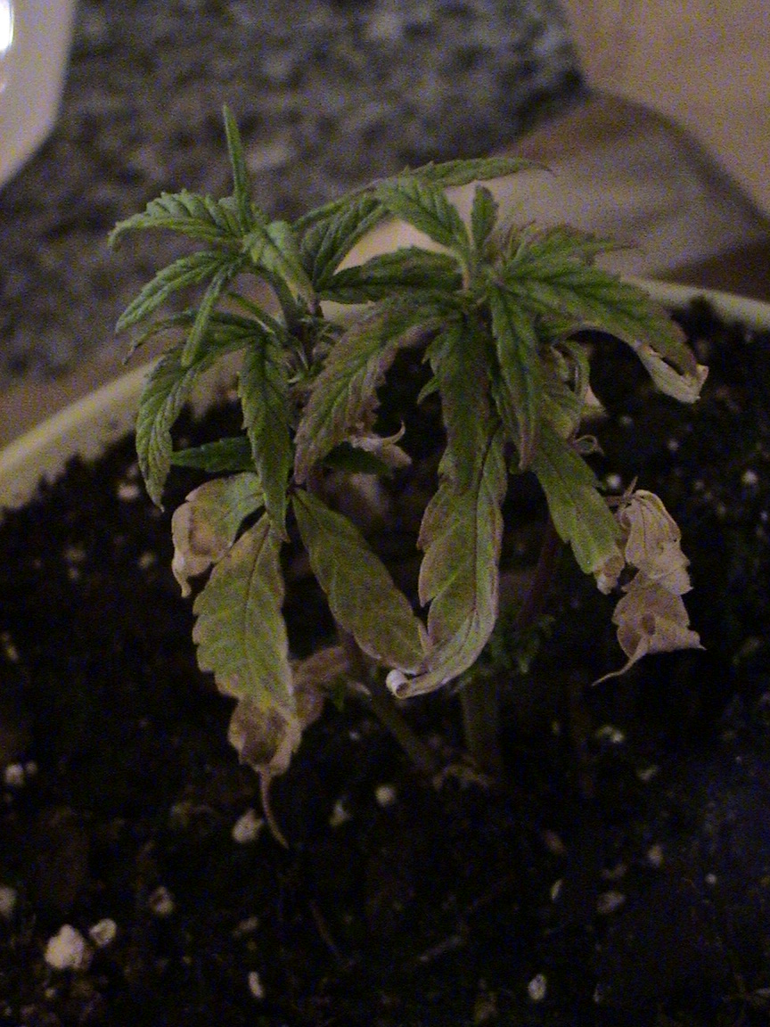 Liberty Haze.jpg