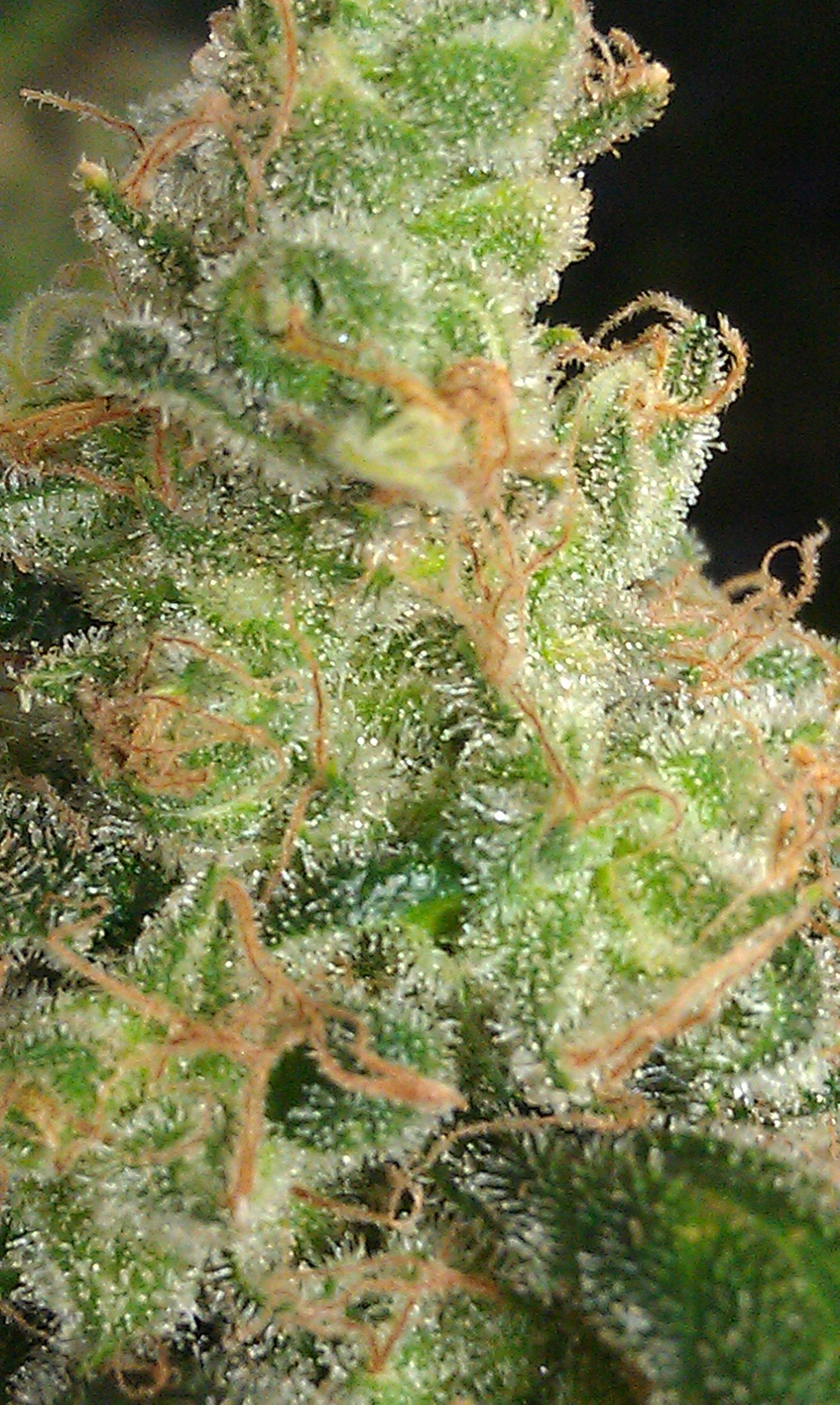 IMAG0440.jpg