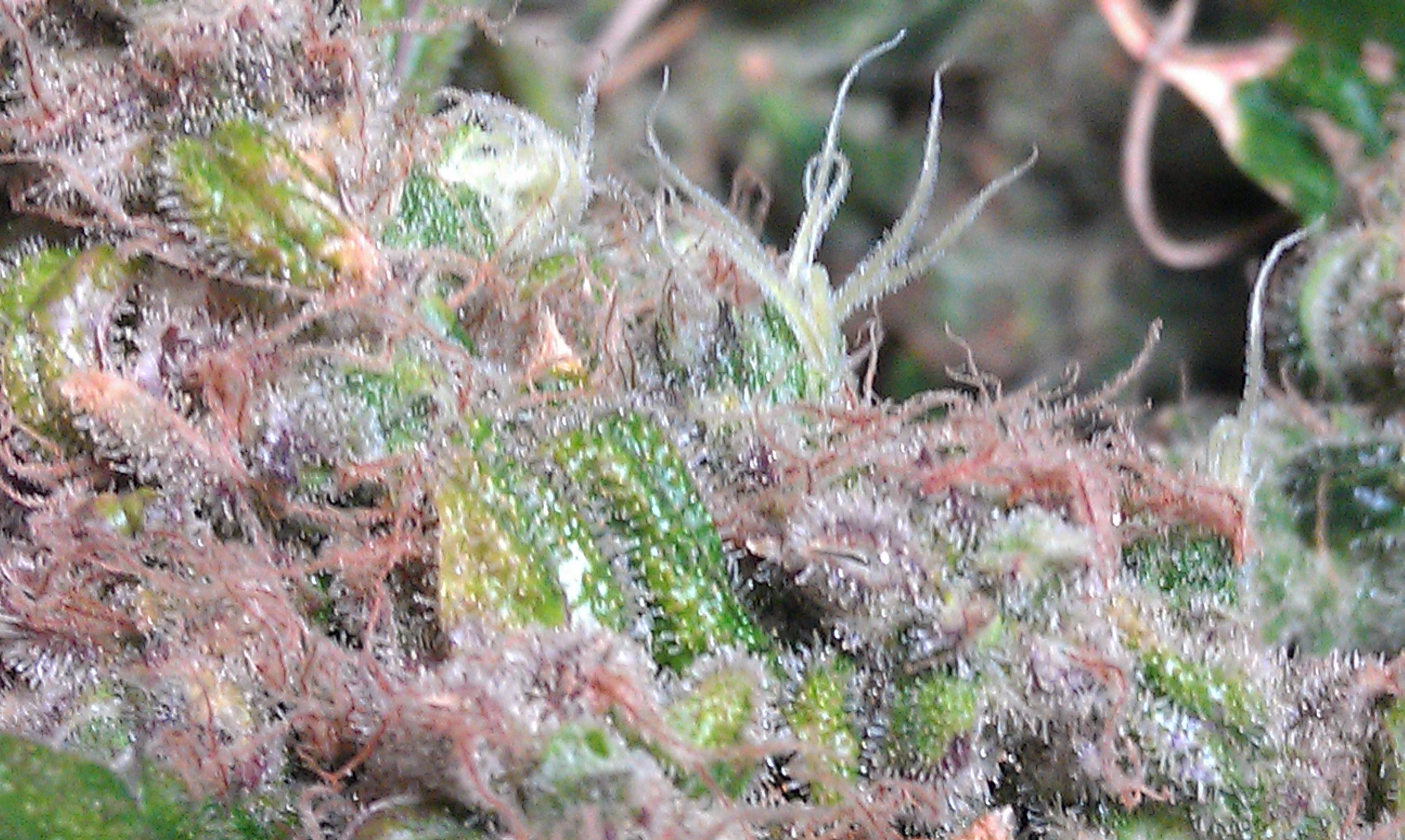 IMAG0441.jpg