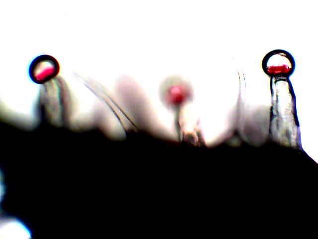 tricome indica.jpg