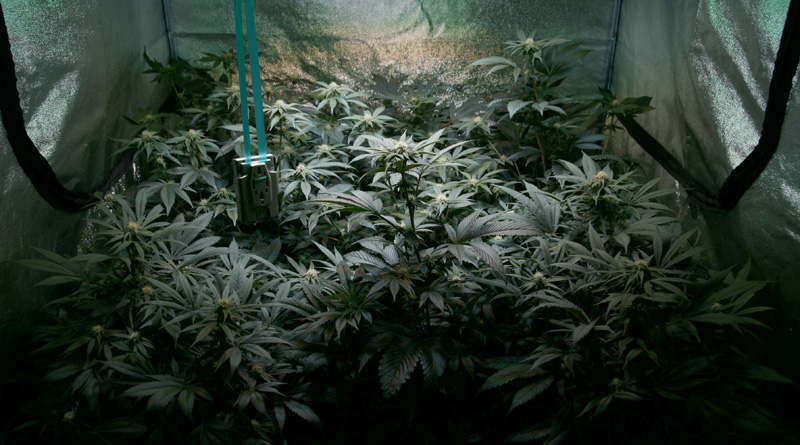 canopy2.jpg