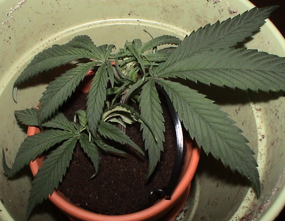 NL Skunk clone.jpg