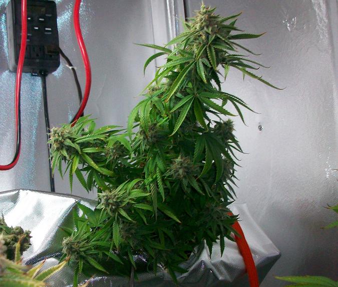 End of week 7 new chiller 014.JPG