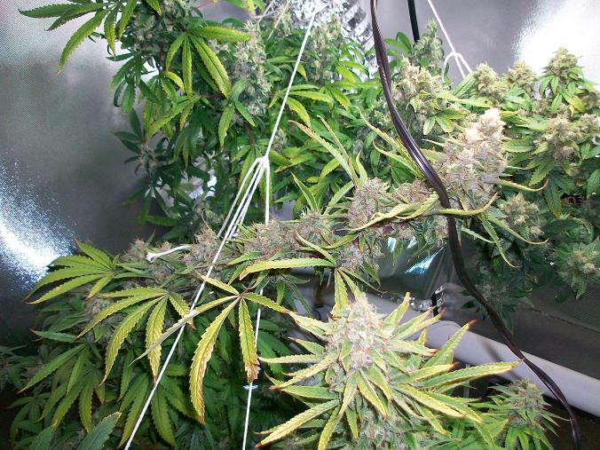 End of week 7 new chiller 019.JPG