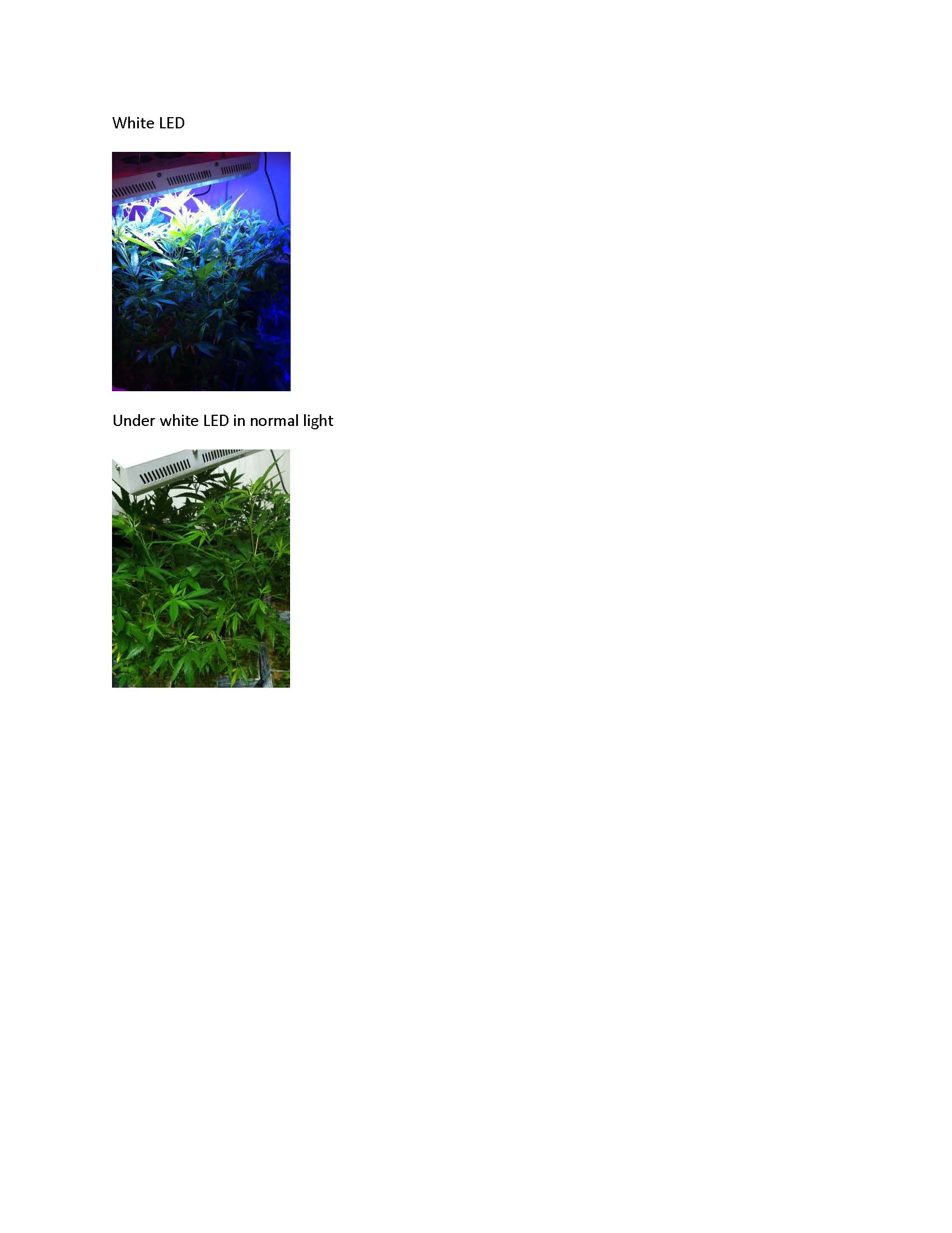 Growl White LED 3-27.jpg