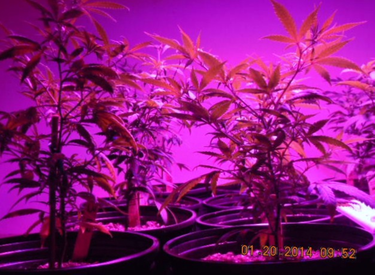 LED 012014  repotted right front ...   chz  chz.jpg