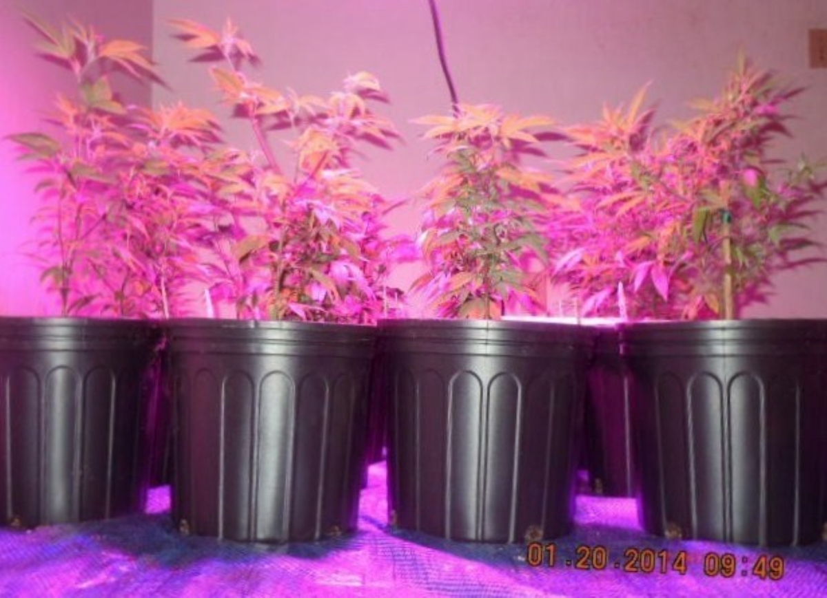 LED 012014  repotted left... banana og   banana og  chz  chz.jpg