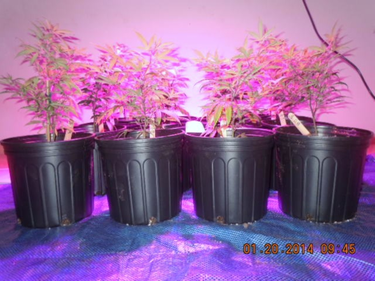 LED 012014  repotted front chz chz chz chz.jpg