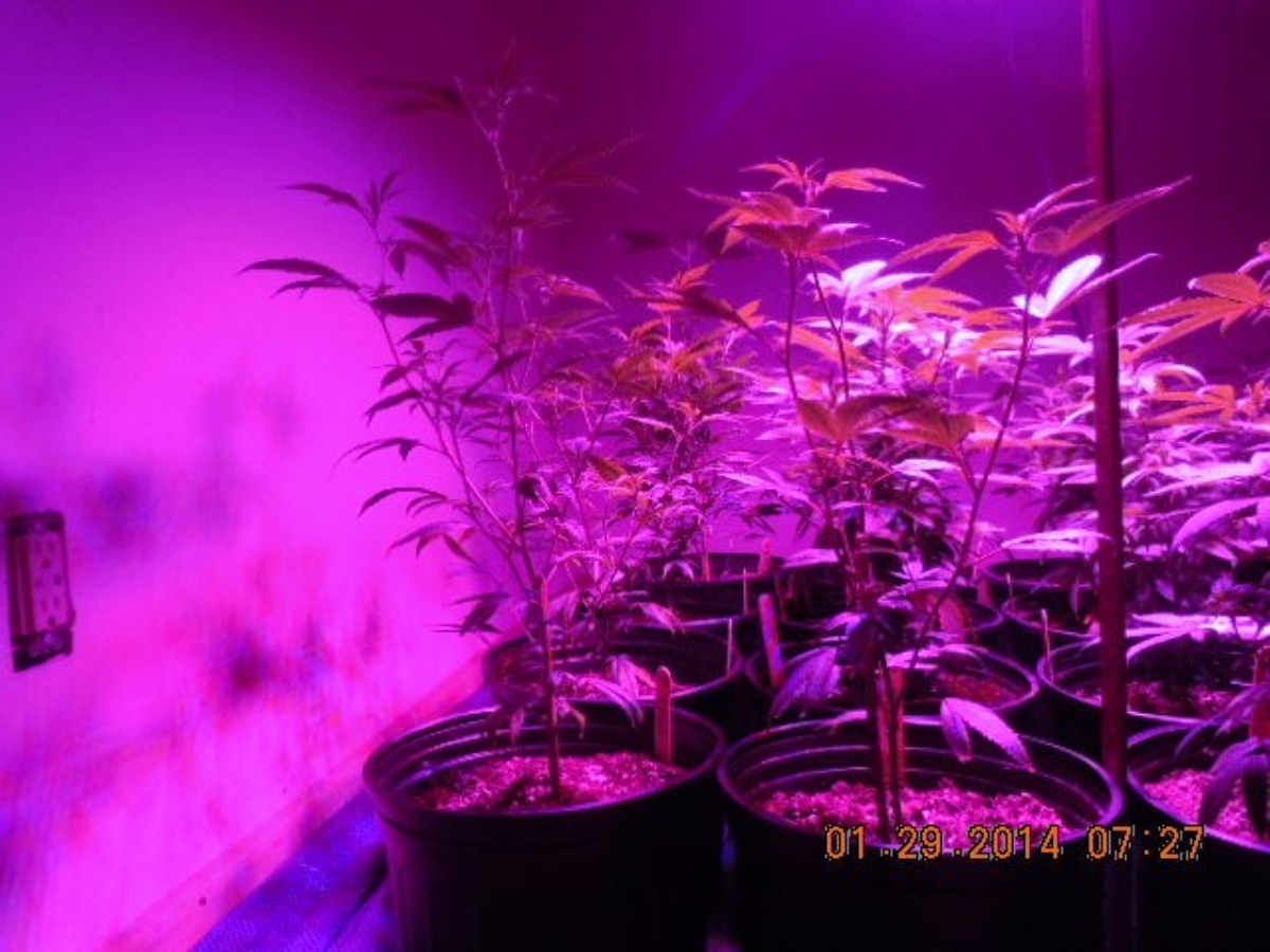 LED 012914 left back  banana og  banana og.jpg