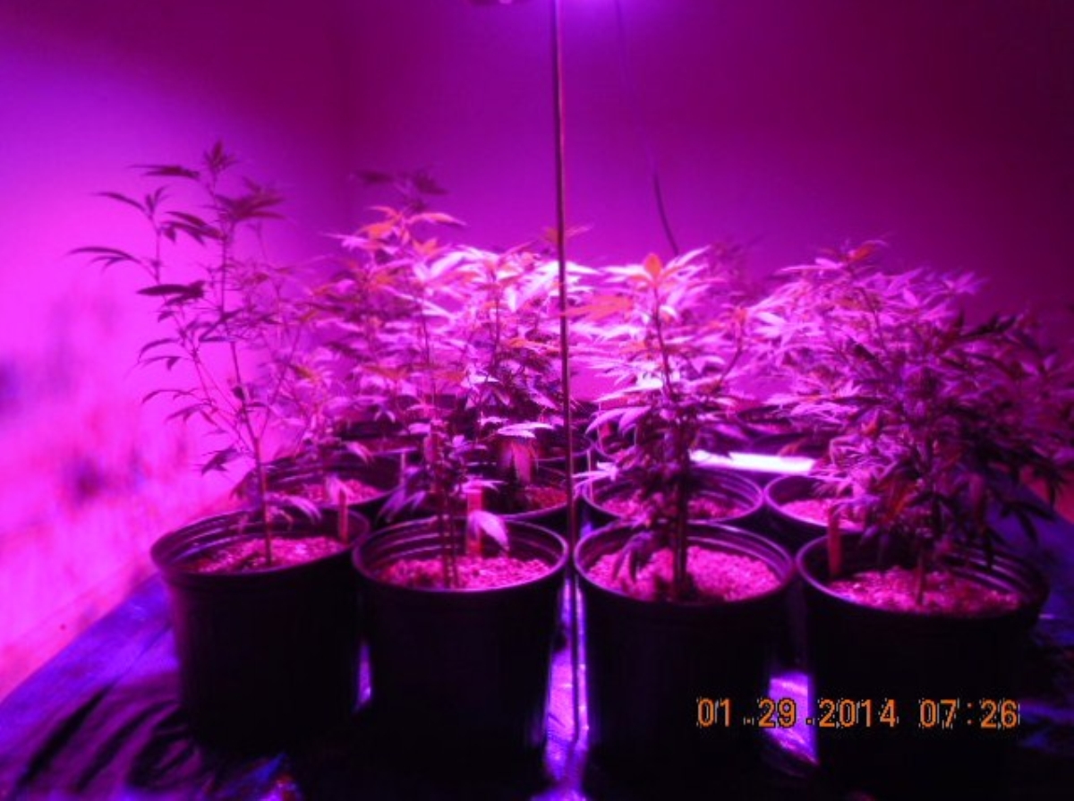 LED 012914  left    banana og  banana og  purple dog  chz.jpg