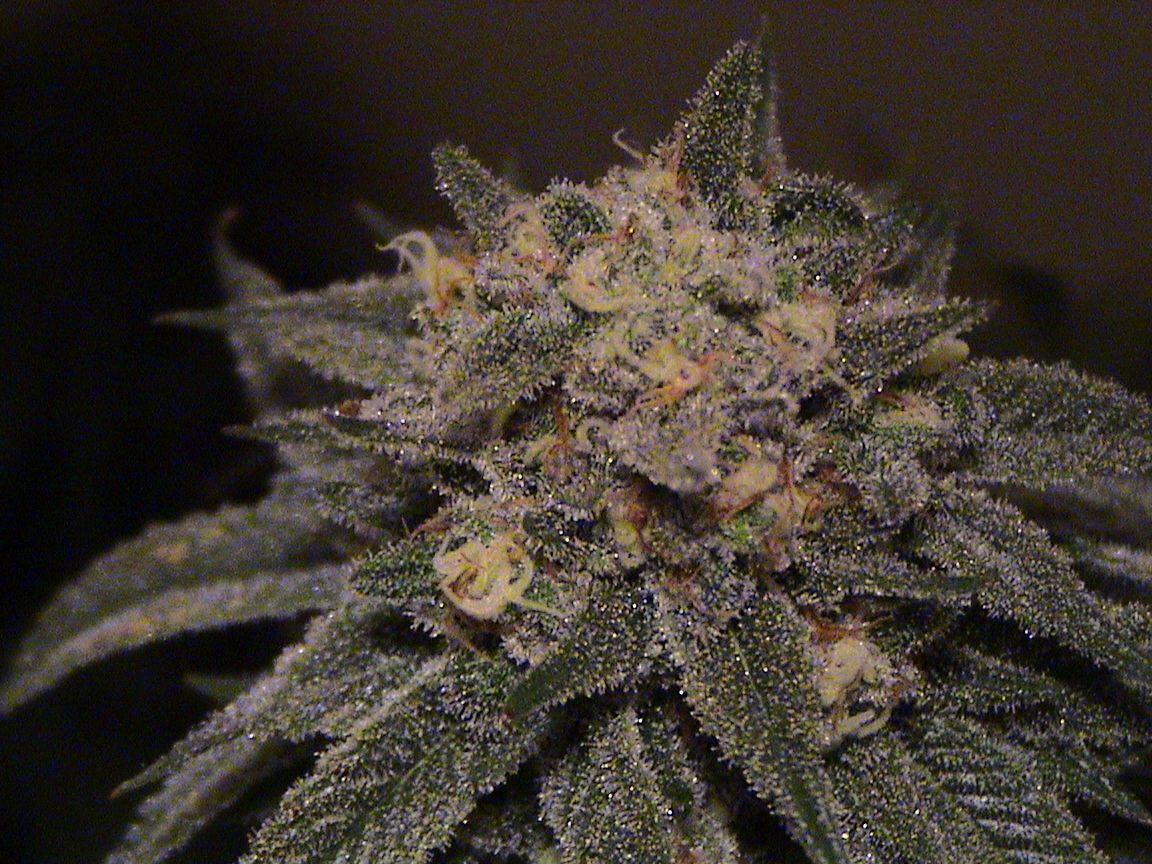 LA Confidential frosty.jpg