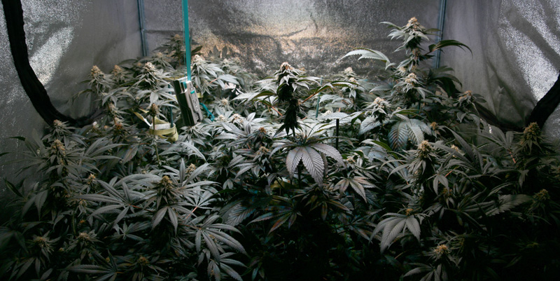 canopy2.jpg